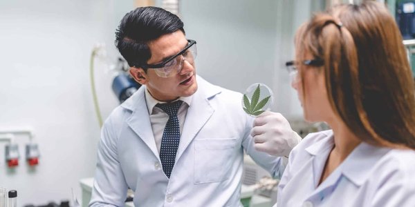 Quels sont les avantages de la plante bio en termes de santé humaine ?